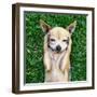 A Cute Chihuahua with His Paws on His Head Covering His Ears-Annette Shaff-Framed Photographic Print