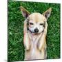 A Cute Chihuahua with His Paws on His Head Covering His Ears-Annette Shaff-Mounted Photographic Print