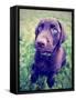 A Cute Chocolate Lab Puppy Sitting in the Grass-graphicphoto-Framed Stretched Canvas
