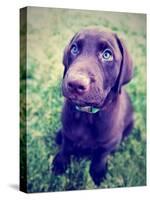 A Cute Chocolate Lab Puppy Sitting in the Grass-graphicphoto-Stretched Canvas