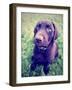 A Cute Chocolate Lab Puppy Sitting in the Grass-graphicphoto-Framed Photographic Print