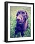A Cute Chocolate Lab Puppy Sitting in the Grass-graphicphoto-Framed Photographic Print