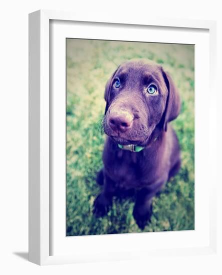 A Cute Chocolate Lab Puppy Sitting in the Grass-graphicphoto-Framed Photographic Print