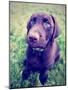 A Cute Chocolate Lab Puppy Sitting in the Grass-graphicphoto-Mounted Photographic Print