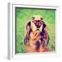 A Cute Dachshund at a Local Public Park with a Butterfly on His or Her Nose Toned with a Retro Vint-Annette Shaff-Framed Photographic Print
