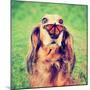 A Cute Dachshund at a Local Public Park with a Butterfly on His or Her Nose Toned with a Retro Vint-Annette Shaff-Mounted Photographic Print