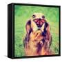 A Cute Dachshund at a Local Public Park with a Butterfly on His or Her Nose Toned with a Retro Vint-Annette Shaff-Framed Stretched Canvas