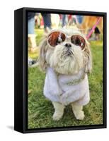 A Cute Dog at a Local Park-graphicphoto-Framed Stretched Canvas