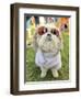 A Cute Dog at a Local Park-graphicphoto-Framed Photographic Print