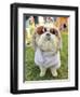 A Cute Dog at a Local Park-graphicphoto-Framed Photographic Print