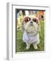 A Cute Dog at a Local Park-graphicphoto-Framed Photographic Print