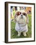 A Cute Dog at a Local Park-graphicphoto-Framed Photographic Print