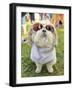 A Cute Dog at a Local Park-graphicphoto-Framed Photographic Print