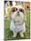 A Cute Dog at a Local Park-graphicphoto-Mounted Photographic Print