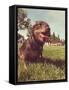 A Cute Dog at a Local Public Park-graphicphoto-Framed Stretched Canvas