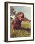 A Cute Dog at a Local Public Park-graphicphoto-Framed Photographic Print