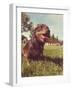 A Cute Dog at a Local Public Park-graphicphoto-Framed Photographic Print