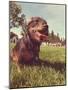 A Cute Dog at a Local Public Park-graphicphoto-Mounted Photographic Print