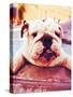 A Cute Dog at a Local Public Pool-graphicphoto-Stretched Canvas