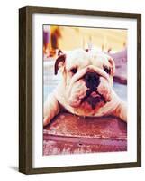A Cute Dog at a Local Public Pool-graphicphoto-Framed Photographic Print