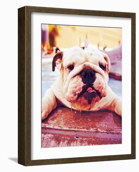 A Cute Dog at a Local Public Pool-graphicphoto-Framed Photographic Print