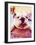 A Cute Dog at a Local Public Pool-graphicphoto-Framed Photographic Print