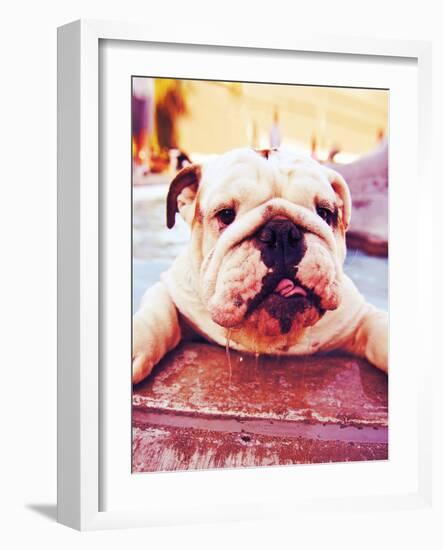 A Cute Dog at a Local Public Pool-graphicphoto-Framed Photographic Print
