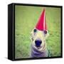 A Cute Dog in a Local Park with a Birthday Hat-graphicphoto-Framed Stretched Canvas