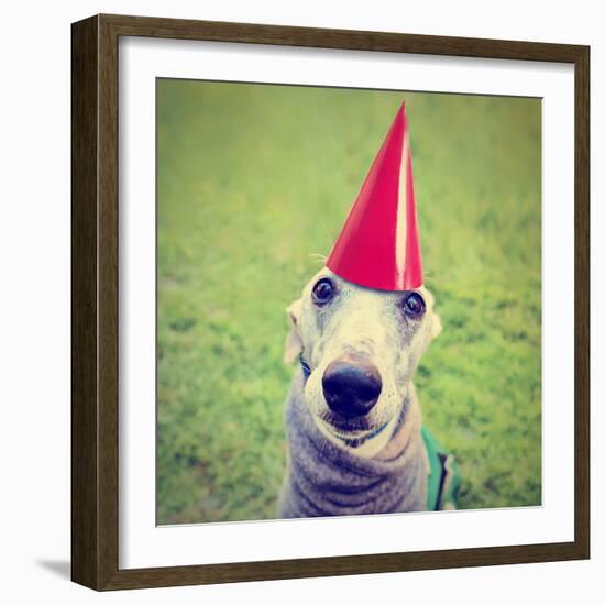 A Cute Dog in a Local Park with a Birthday Hat-graphicphoto-Framed Photographic Print