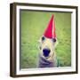 A Cute Dog in a Local Park with a Birthday Hat-graphicphoto-Framed Photographic Print