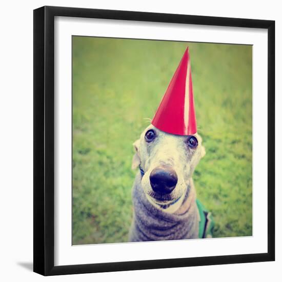 A Cute Dog in a Local Park with a Birthday Hat-graphicphoto-Framed Photographic Print