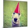A Cute Dog in a Local Park with a Birthday Hat-graphicphoto-Mounted Photographic Print