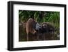 A Cute Family of Raccoons in Early Spring-Tailor Hartman-Framed Photographic Print