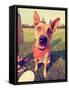 A Cute Happy Dog in the Grass at a Park during Summer Toned with a Retro Vintage Instagram Filter E-graphicphoto-Framed Stretched Canvas