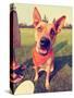 A Cute Happy Dog in the Grass at a Park during Summer Toned with a Retro Vintage Instagram Filter E-graphicphoto-Stretched Canvas