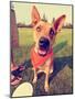 A Cute Happy Dog in the Grass at a Park during Summer Toned with a Retro Vintage Instagram Filter E-graphicphoto-Mounted Photographic Print