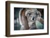 A Cute Koala.-Yatra4289-Framed Photographic Print