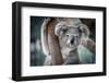 A Cute Koala.-Yatra4289-Framed Photographic Print