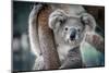 A Cute Koala.-Yatra4289-Mounted Photographic Print