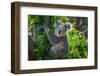 A Cute of Koala.-Yatra4289-Framed Photographic Print