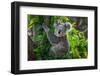 A Cute of Koala.-Yatra4289-Framed Photographic Print