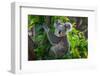 A Cute of Koala.-Yatra4289-Framed Photographic Print