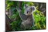 A Cute of Koala.-Yatra4289-Mounted Photographic Print