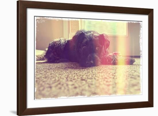 A Cute Schnauzer-graphicphoto-Framed Photographic Print