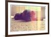 A Cute Schnauzer-graphicphoto-Framed Photographic Print