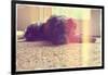 A Cute Schnauzer-graphicphoto-Framed Photographic Print