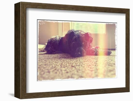 A Cute Schnauzer-graphicphoto-Framed Photographic Print