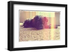 A Cute Schnauzer-graphicphoto-Framed Photographic Print