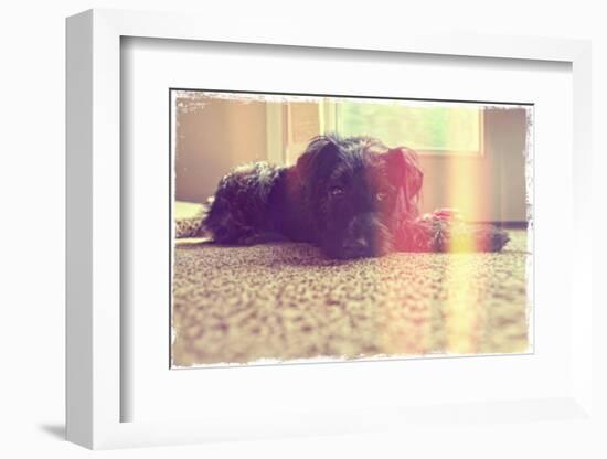 A Cute Schnauzer-graphicphoto-Framed Photographic Print