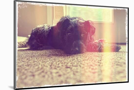 A Cute Schnauzer-graphicphoto-Mounted Photographic Print